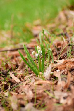 Bahar bitkisi, Scilla Siberica. Kuzey Kafkasya 'nın eteklerindeki bir çayırda, kahverengi yaprakların arasında büyüyen beyaz çiçekler.                               
