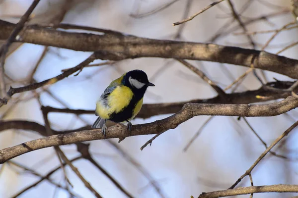 Bird tit Parus major of yellow color and a black tie sits on the branches of a tree in winter in the foothills of the Caucasus                               