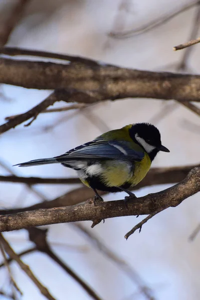 Pájaro Titus Parus Major Sienta Las Ramas Invierno Las Estribaciones — Foto de Stock