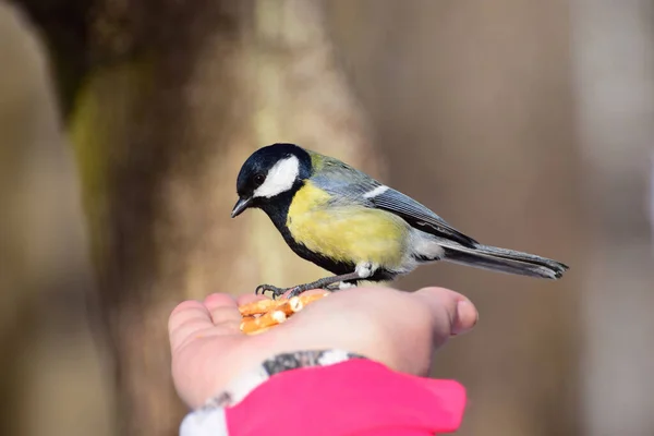 Fugl Titus Parus Major Sidder Feeds Hans Hænder Med Cookies - Stock-foto