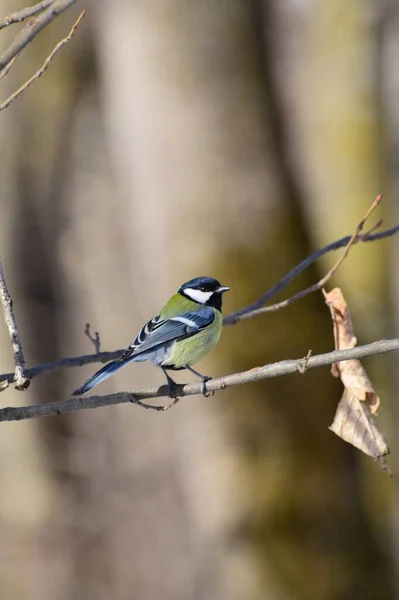 Bird Tit Parus Major Sitting Tree Branch Foothills Caucasus — Stockfoto
