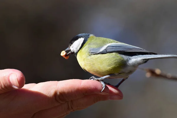 Close Side View Yellow Tit Parus Major Sitting Hand Biscuit — Stockfoto