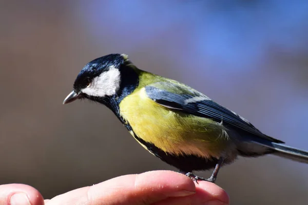 Close Side View Yellow Tit Parus Major Sitting Hand Foothills — Stockfoto