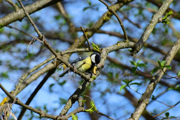 Yellow Tit Tit Parus Major Black Tie Caterpillar Its Beak — Zdjęcie stockowe