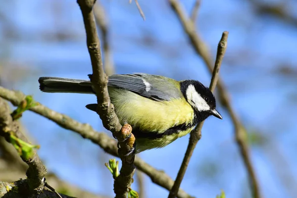 Close Spring Yellow Tit Parus Major Black Tie Cherry Plum — 스톡 사진