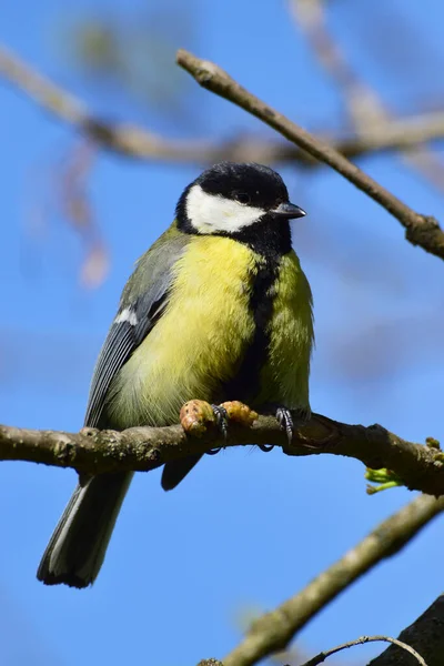 Spring bird tit Parus major with a caterpillar in its paws sits on a cherry plum branch against a blue sky in the foothill park of the North Caucasus