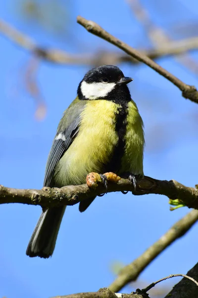 Spring Bird Tit Parus Major Caterpillar Its Paws Sits Cherry — Φωτογραφία Αρχείου