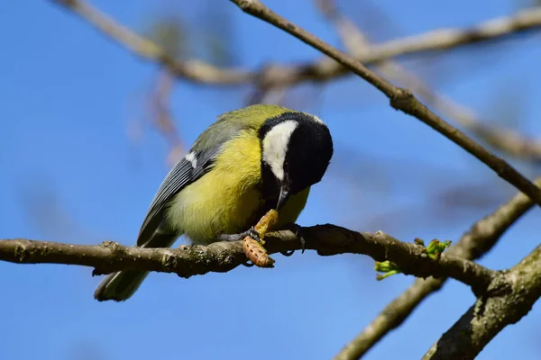 Close Side View Tit Parus Major Caterpillar Its Paws Sitting — Zdjęcie stockowe