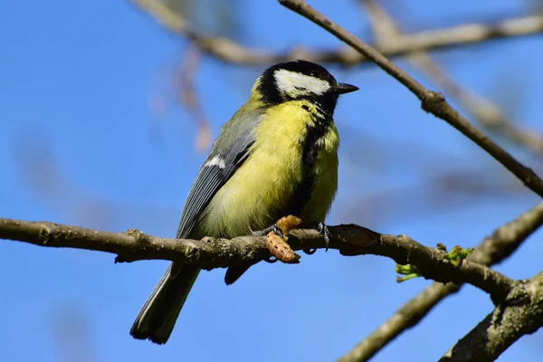 Close Side View Yellow Tit Parus Major Caterpillar Its Paws — Fotografia de Stock