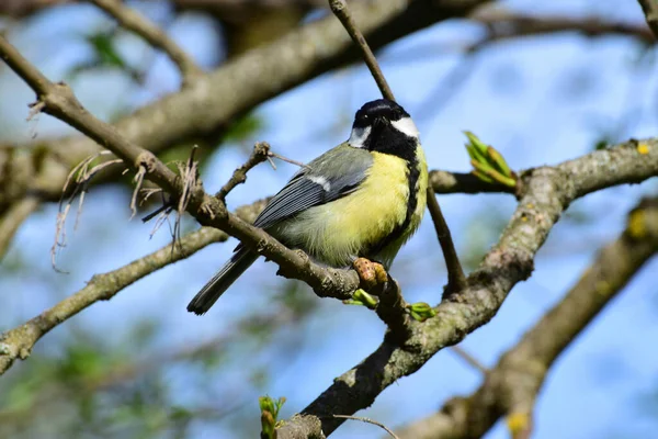 Yellow Tit Tit Parus Major Black Tie Caterpillar Paws Cherry — Stockfoto