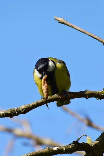 Spring Tit Parus Major Caterpillar Its Beak Sits Cherry Plum — Photo