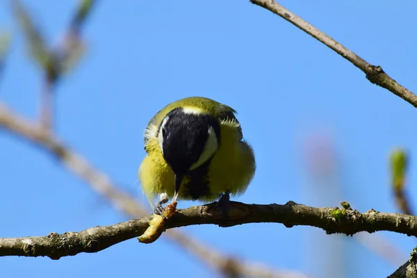 Close Young Tit Parus Major Eating Caterpillar Cherry Plum Branch — Foto de Stock