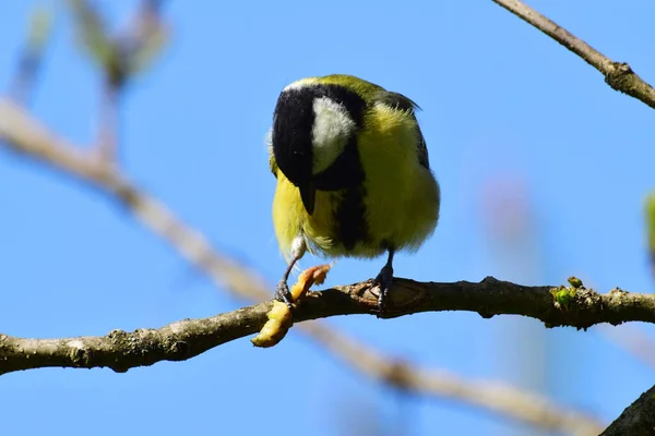 Spring Yellow Tit Parus Major Holds Caterpillar Paws Cherry Plum — Stockfoto