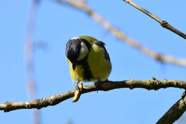 Close Young Tit Parus Major Caterpillar Paws Sitting Cherry Plum — Stock Photo, Image