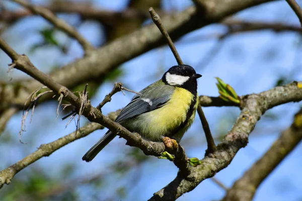 Yellow Tit Tit Parus Major Black Tie Caterpillar Cherry Plum — стокове фото