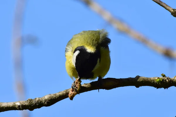 Spring Yellow Tit Black Head Parus Major Caught Eats Yellow — Zdjęcie stockowe
