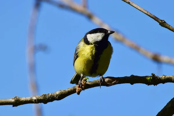 Spring Yellow Tit Parus Major Caught Holds Its Paws Yellow — Foto de Stock