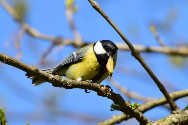 Spring Yellow Tit Parus Major Caught Keeps Its Beak Yellow — Stockfoto