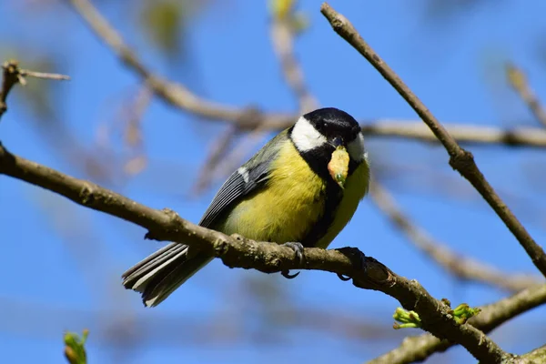 Close Front View Tit Parus Major Caterpillar Its Beak Cherry — Stockfoto