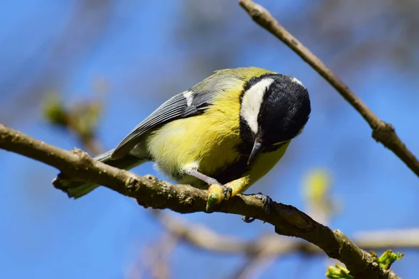 Spring Yellow Tit Parus Major Caught Caterpillar Paws Cherry Plum — Stockfoto