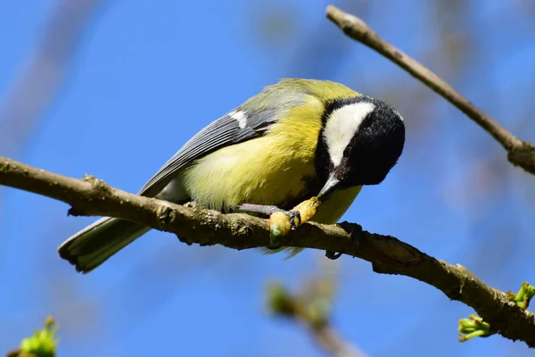 Young Tit Parus Major Black Head Eats Yellow Caterpillar Cherry — Stockfoto