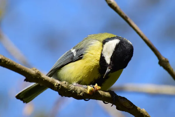 Young Tit Parus Major Yellow Caterpillar Rests Cherry Plum Branch — Stockfoto