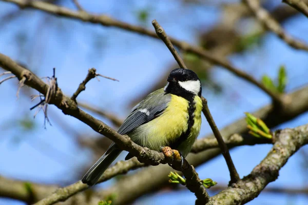 Close Yellow Tit Parus Major Black Tie Caterpillar Cherry Plum — Foto de Stock