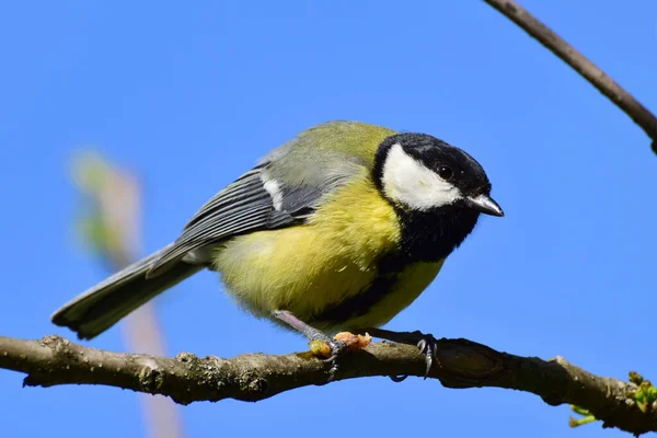 Spring Caucasian Yellow Tit Black Head Parus Major Caterpillar Sits — Stockfoto