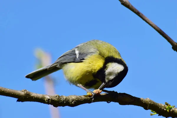 Spring Caucasian Yellow Tit Black Head Parus Major Eats Caterpillar — стокове фото