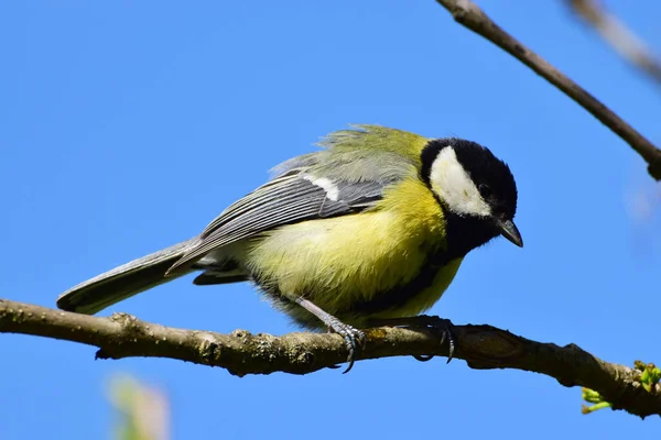 Spring Caucasian Yellow Tit Black Head Parus Major Sits Cherry — Stock Photo, Image