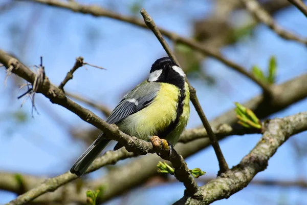 Close Spring Tit Parus Major Black Tie Caterpillar Cherry Plum — Stockfoto