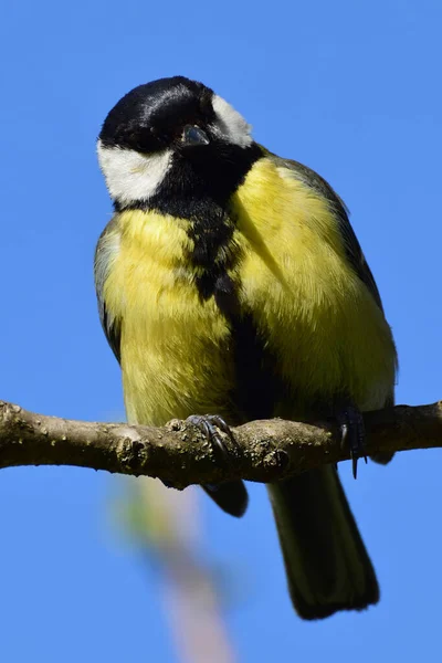 Close Front View Caucasian Yellow Bird Tit Parus Major Sitting — стокове фото