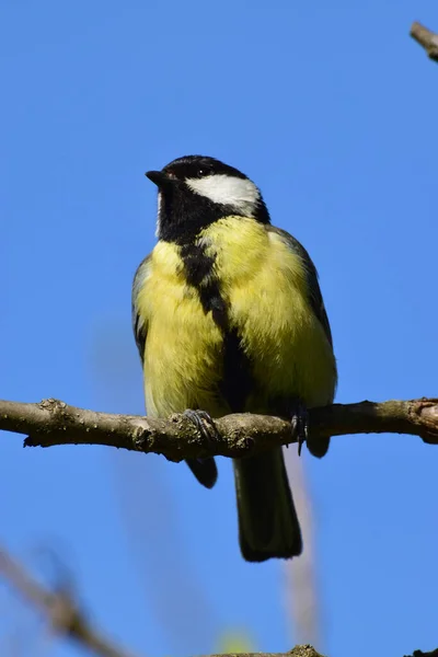 Bird Tit Parus Major Sits Cherry Plum Branch Foothill Park — Stok fotoğraf