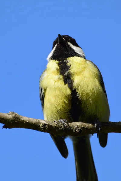 Close Front View Caucasian Yellow Bird Tit Parus Major Sitting — Stockfoto