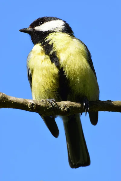 Close Front View Yellow Fluffy Bird Tit Parus Major Sitting — Photo