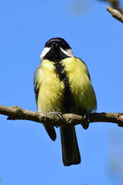 Close Caucasian Yellow Tit Black Head Parus Major Sits Cherry — Fotografia de Stock