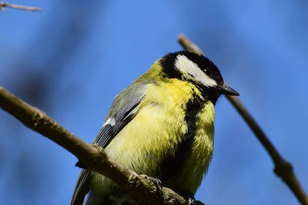 Close Side View Tit Parus Major Black Head Cherry Plum — Stockfoto