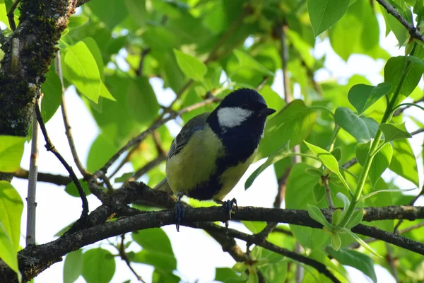 Spring bird tit Parus major sits and rests in the branches of a tree in the foothills of the North Caucasus