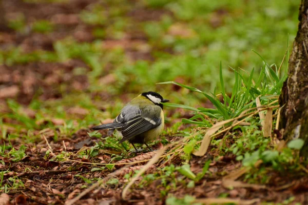 Spring Yellow Bird Caucasian Tit Parus Major Sits Green Grass — Stockfoto