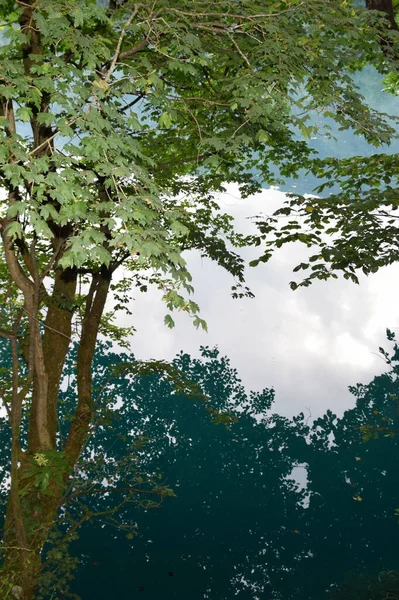 Odbicie Gałęzi Drzew Zielonymi Liśćmi Błękitnym Krasowym Jeziorze Wąwozie Kaukazie — Zdjęcie stockowe