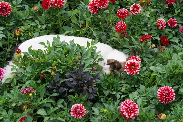 一只年轻的白褐色小狗的特写躺在高加索山脚下的花坛上 躺在红色的大丽花中 — 图库照片