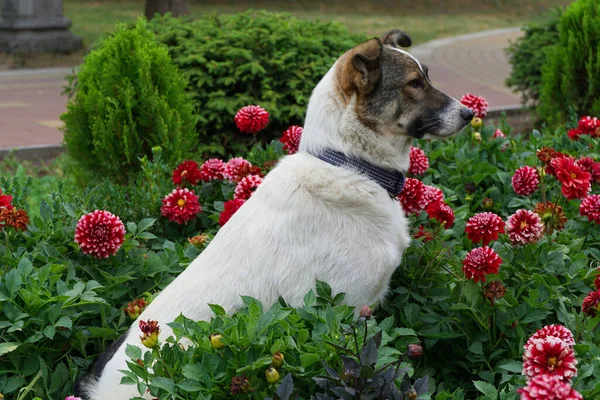 Caucasian young colorful dog sitting in red flowers dahlias in a flowerbed in the foothills of the Caucasus