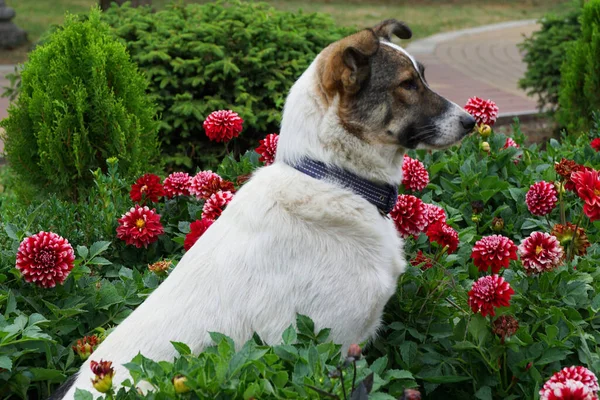 Close-up of a Caucasian dog with a collar sitting in red dahlias on a flowerbed in the foothills of the Caucasus