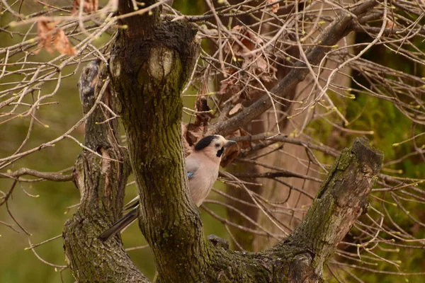 Kaukasischer Vogel Jay Garrulus Glandarius Sitzt Frühling Den Zweigen Eines — Stockfoto