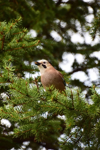 Kavkazský Pták Jay Garrulus Glandarius Sedí Jaře Větvích Smrku Úpatí — Stock fotografie