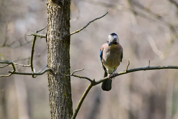 Pássaro Primavera Caucasiano Garrulus Glandarius Senta Nos Ramos Uma Árvore — Fotografia de Stock