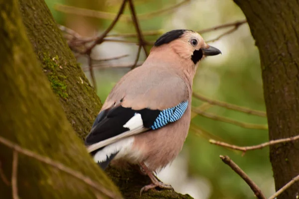 Kaukasische Kleurrijke Vogel Jay Garrulus Glandarius Zit Het Voorjaar Takken — Stockfoto