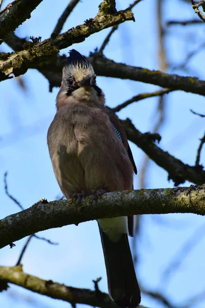 Весняний Пухнастий Джей Garrulus Glandarius Блакитними Крилами Стоять Гілці Кленового — стокове фото