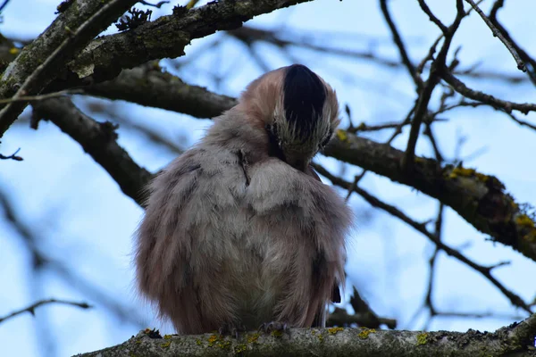 Close Van Een Pluizige Vogel Kaukasische Vogel Jay Garrulus Glandarius — Stockfoto