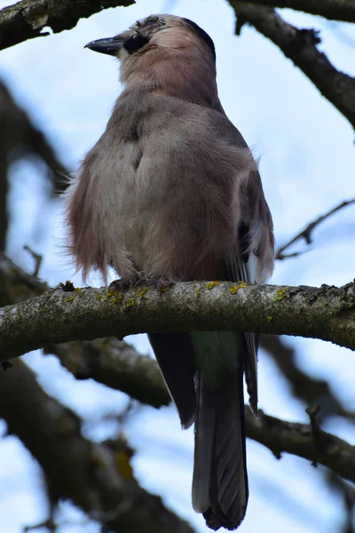 Close Zijaanzicht Van Een Lente Kaukasische Vogel Jay Garrulus Glandarius — Stockfoto